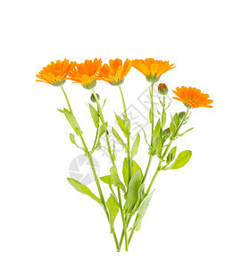 配有橙色花朵的药用植物Calendulaoffici图片