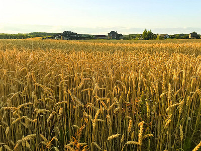 黑麦的尖刺晚上在田野上,太阳图片