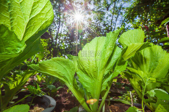 有机蔬菜种植农场新鲜和郁葱的菜心夏季明亮的阳光广角美丽的耀斑背景图片