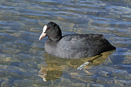 普通白鹭在湖中游泳冬天图片