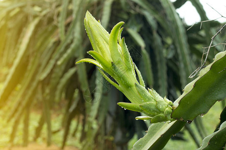 农场植物上的火龙果图片