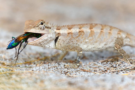 一只来自Agamidae家族的野生蜥蜴在沙滩上吃图片