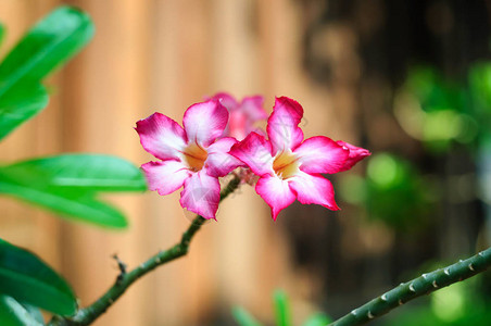 花园里有热粉红色花有图片