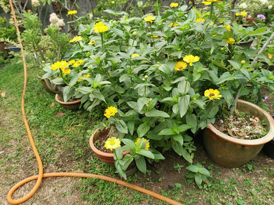 黄色百日草线虫花图片