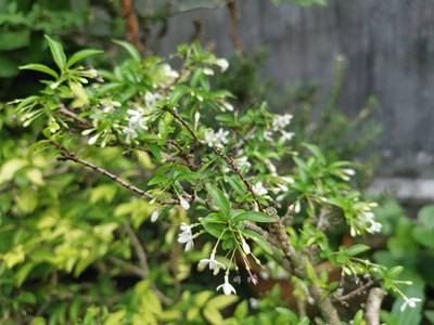 绿水茉莉花白树图片