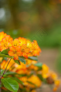 美丽的橙色Rhododendron图片