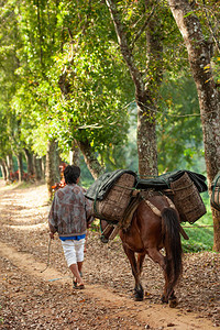带着马背着柳条筐的农民的后视图马运输DoiMaeSalong图片