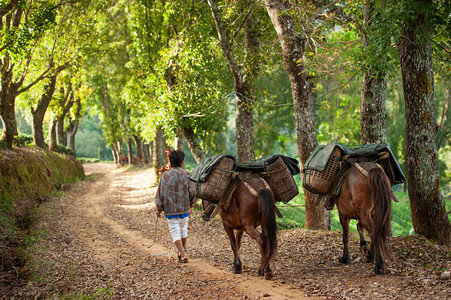 带着两匹马的农民在去茶田的路上背着柳条筐的后视图马运输DoiMaeSalong图片
