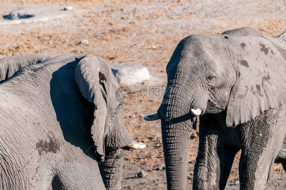 两只非洲雄大象LoxodontaAfricaa在战图片