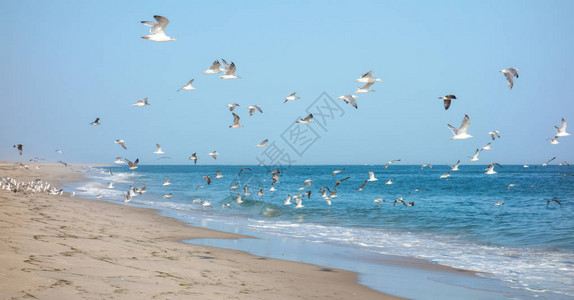 海鸥飞夏天海背景高清图片下载-正版图片506149593-摄图网