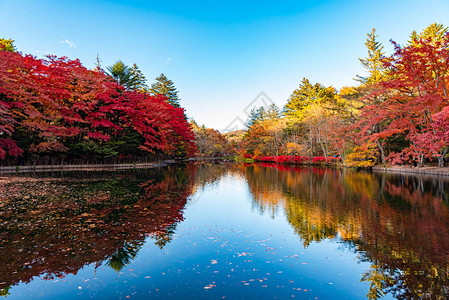 池秋叶景色图片