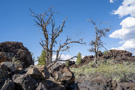 美国爱达荷州月球火山口纪念碑的黑色熔岩中生长着柔软的图片