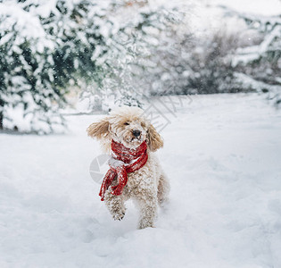 可爱又有趣的小狗戴着红围巾在雪地里玩耍快乐的水坑小狗玩雪花户外寒假快乐圣诞节图片