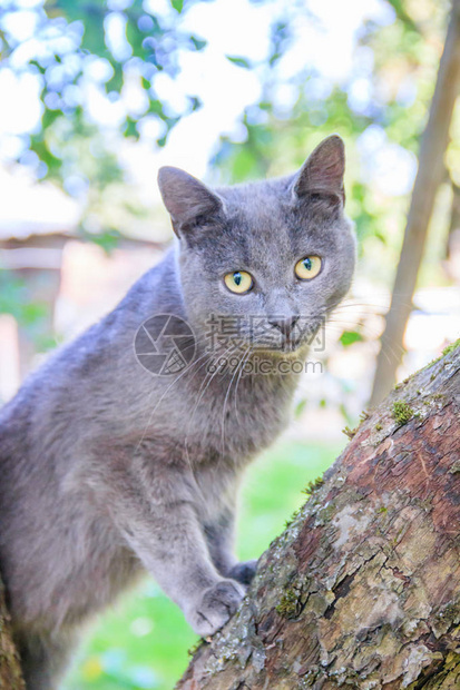 毛茸的猫坐在树枝上宠物猫在院子里散步猫在爬树图片