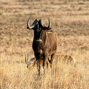 南部非洲大草原上的黑色角马羚羊图片