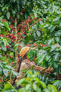 占巴塞老挝女孩正在咖啡种植者的乌托邦博拉文高原的咖啡种植园里收获咖啡浆果背景