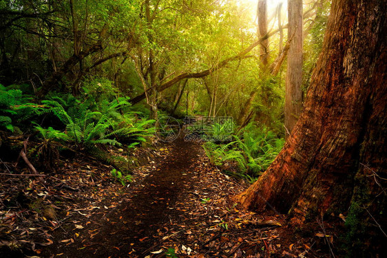 澳大利亚塔斯马尼亚塔斯曼半岛郁葱的热带雨林丛中的美丽小径古老的侏罗纪时代丛林是澳大利亚塔斯马尼亚著名的丛林徒步三海角图片