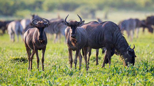 常见的蓝色角马或斑纹牛Connochaetestaurinus群在日落时在南非克鲁格公园丛林大草原的Mooiplaas河床放牧图片