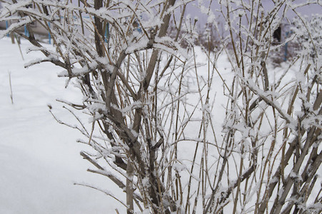 冷冻的树枝和灌木叶上的冰霜和雪图片