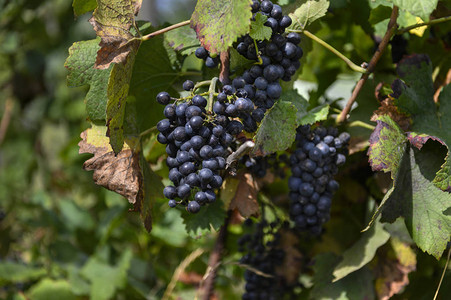 波兰南部老葡萄园的成熟红葡萄图片