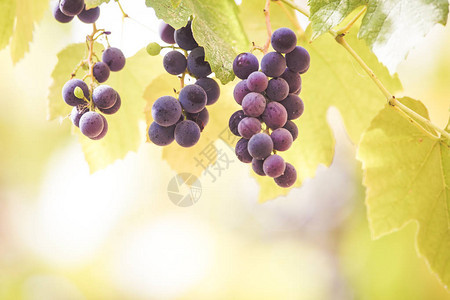 秋天背景与葡萄园里的红葡萄图片