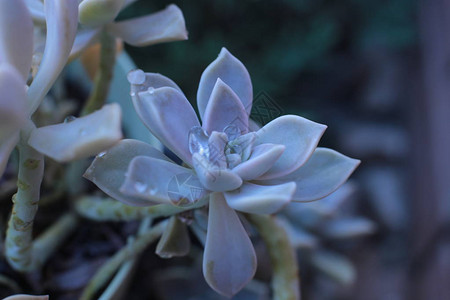 埃切韦里雅花朵或年轻的花朵或石玫瑰图片