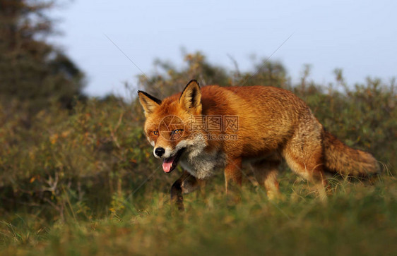 关闭一只红狐Vulpesvulpes在草地上图片