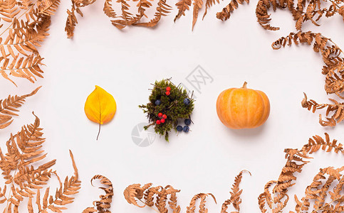 感恩节秋季背景秋天白背景和叶子符号的创意构成Nameinfo图片