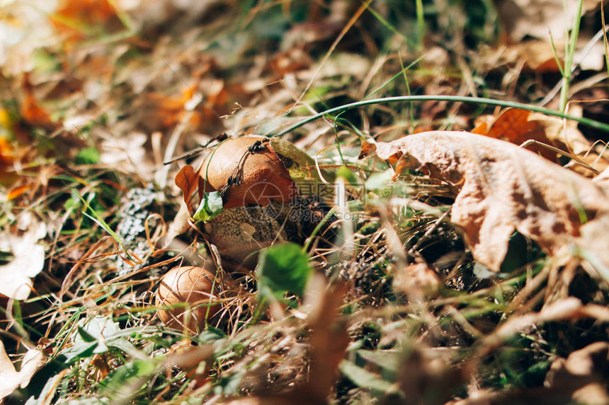 秋叶中的Leccinumaurantiacum蘑菇和阳光明媚的树林中的草在森林里采蘑菇与秋天的叶子复制空图片