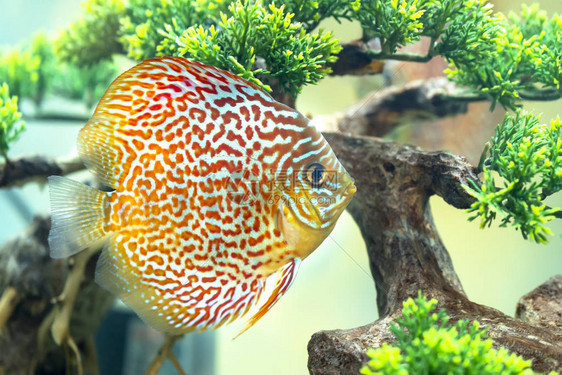 水族馆里有多种彩的盘尾鱼图片