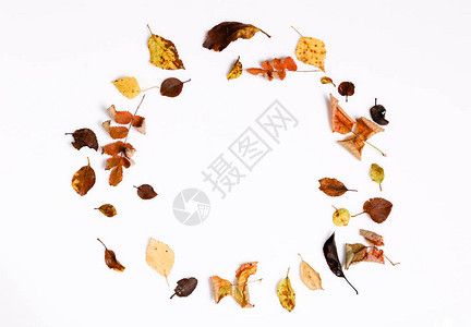 秋季组合物由秋季干燥的多色叶子和苦莓山楂浆果制成图片