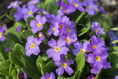 Primula是一家人Primulachae家族中主要由草原花卉植图片