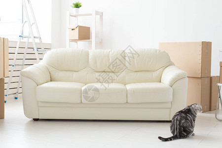 美丽的灰色苏格兰式折叠猫坐在新空沙发旁边图片
