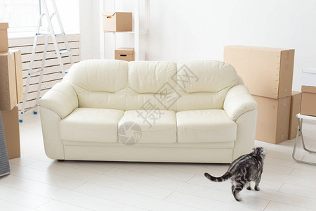 美丽的灰色苏格兰式折叠猫坐在新空沙发旁边图片