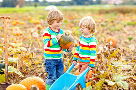 两个小男孩在万圣节南瓜地里摘南瓜孩子们在壁球领域玩耍孩子们在感恩节假期在农场采摘成熟的蔬菜一家人在图片