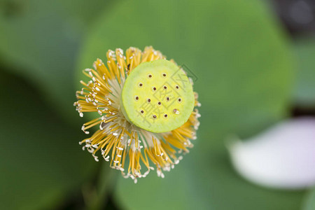 莲花那朵花代表着佛教信图片