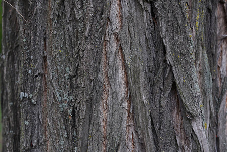 树皮的背景老树的质地一系列带有树皮的照片树皮设计师的背景白天树皮中的树木有苔藓和没有苔图片