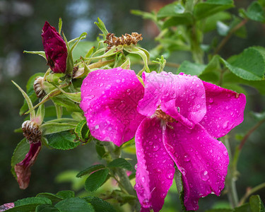 粉红花和野生的未开花芽在雨图片