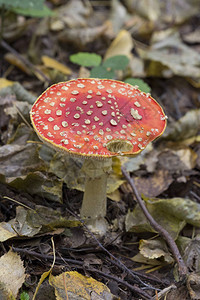 飞木耳秋天背景中的蘑菇图片