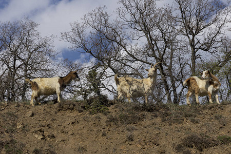 山坡上灌木丛中的山羊群图片