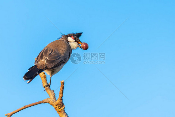 红口耳灯泡在海嘴蓝天空背景的白兰地果子中图片