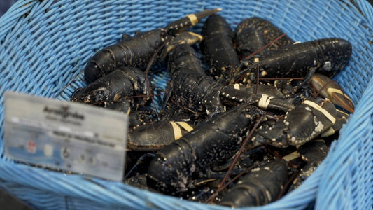 蓝色塑料桶美味美食海鲜中的大新癌症图片