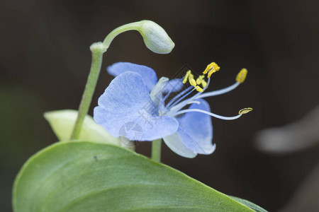 Commelinaerectadayflower的特写镜头图片