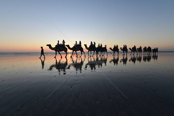 在西澳大利亚金伯利州布罗梅凯布尔海滩的骆驼骑行车队上观图片