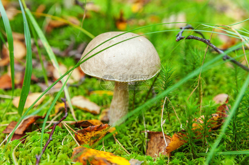 苔藓秋季森林背景中带棕色帽PennyBunleccinum的可食用小蘑菇真菌在自然环境中大蘑菇宏关闭鼓舞人心的自然夏图片