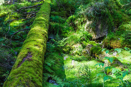 有青苔和倒下的树绿色老森林背景图片