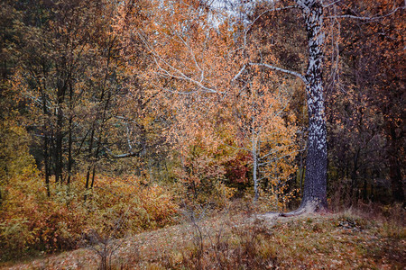 秋天黄红森林的风景有图片