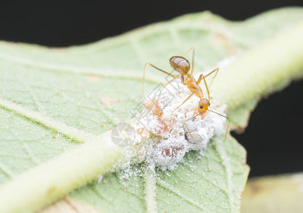 以白色粉蚧伪球菌科为食的黄色疯狂蚂蚁图片