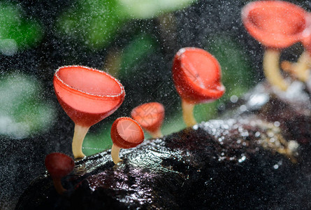 真菌杯红蘑菇香槟杯或粉红烧杯图片