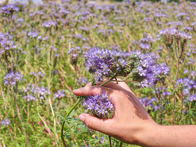 手握着花朵的鲜花的女手臂田野和紫色图片